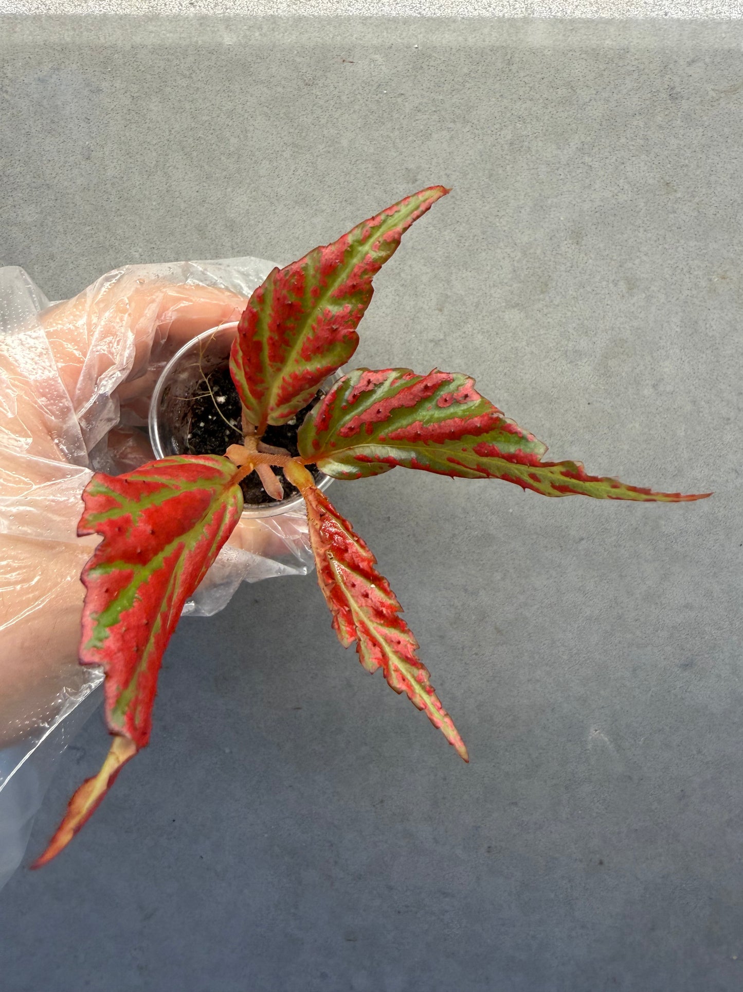🌿Begonia sp. “Sabah Pink”