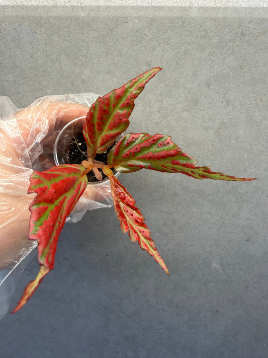 🌿Begonia sp. “Sabah Pink”