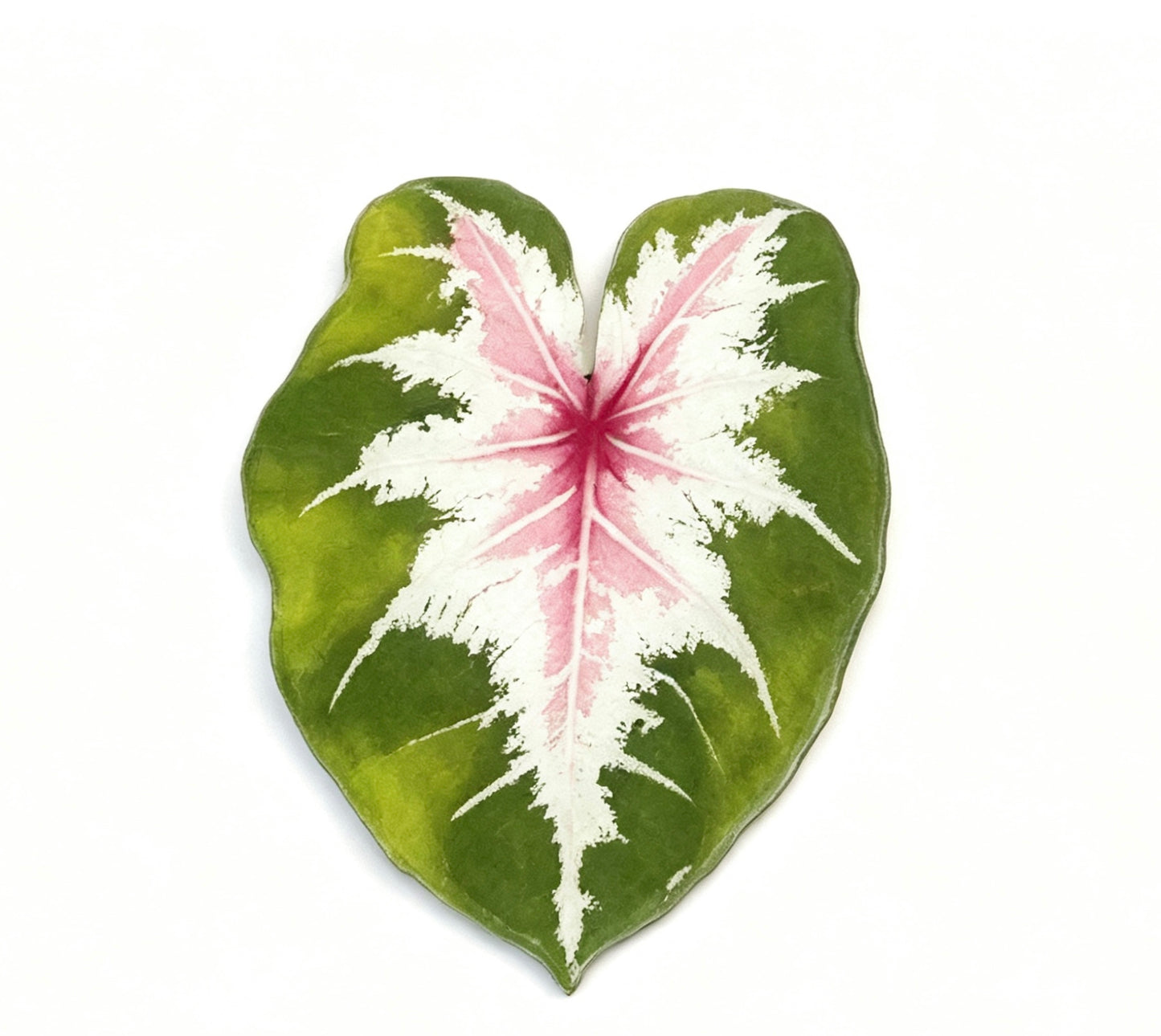 💜Caladium fridge magnet🩷