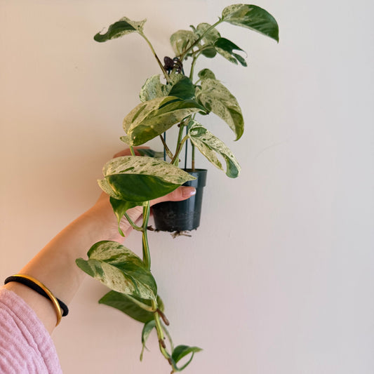 🌿 Epipremnum pinnatum 'Marble'