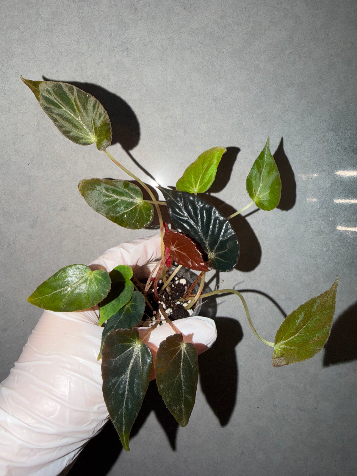 🌿 Begonia burkillii Black Form