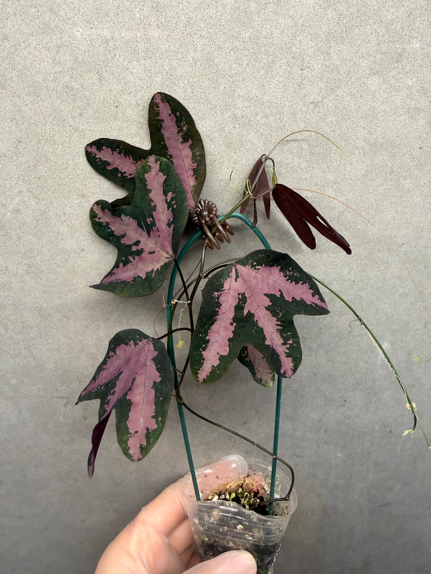 🌟Passiflora trifasciata