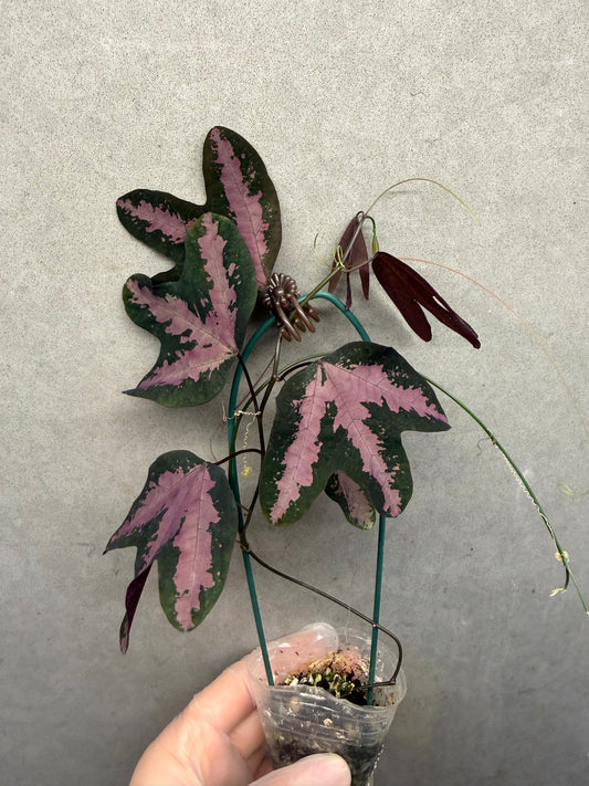 🌟Passiflora trifasciata