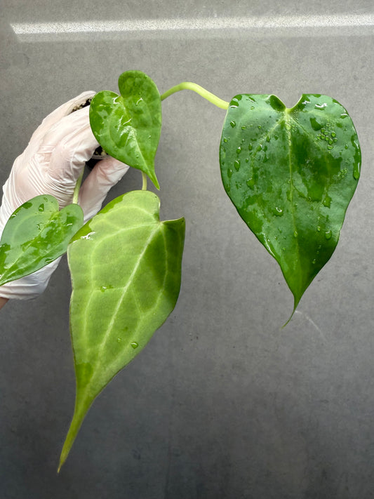 🌿Anthurium clarinervium *Delta Force