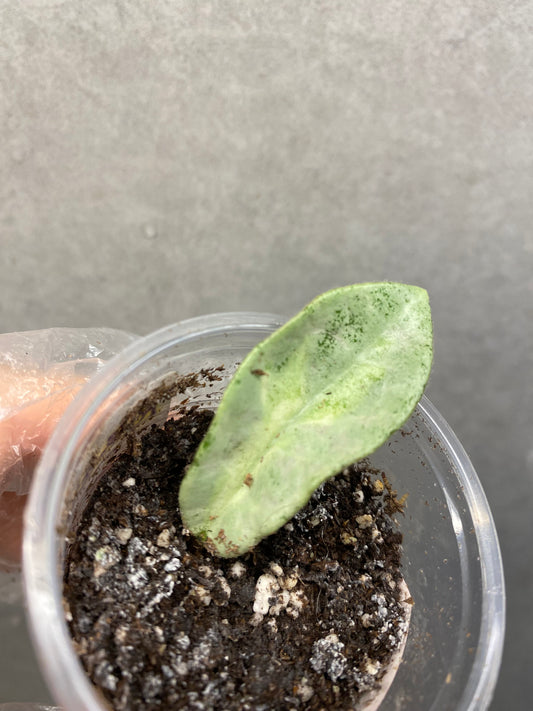 🌿 Hoya Argentea Princess
