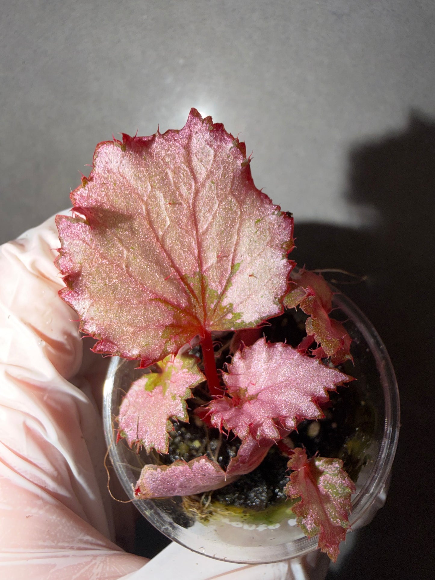 🌸Begonia ’Pink Barbie‘