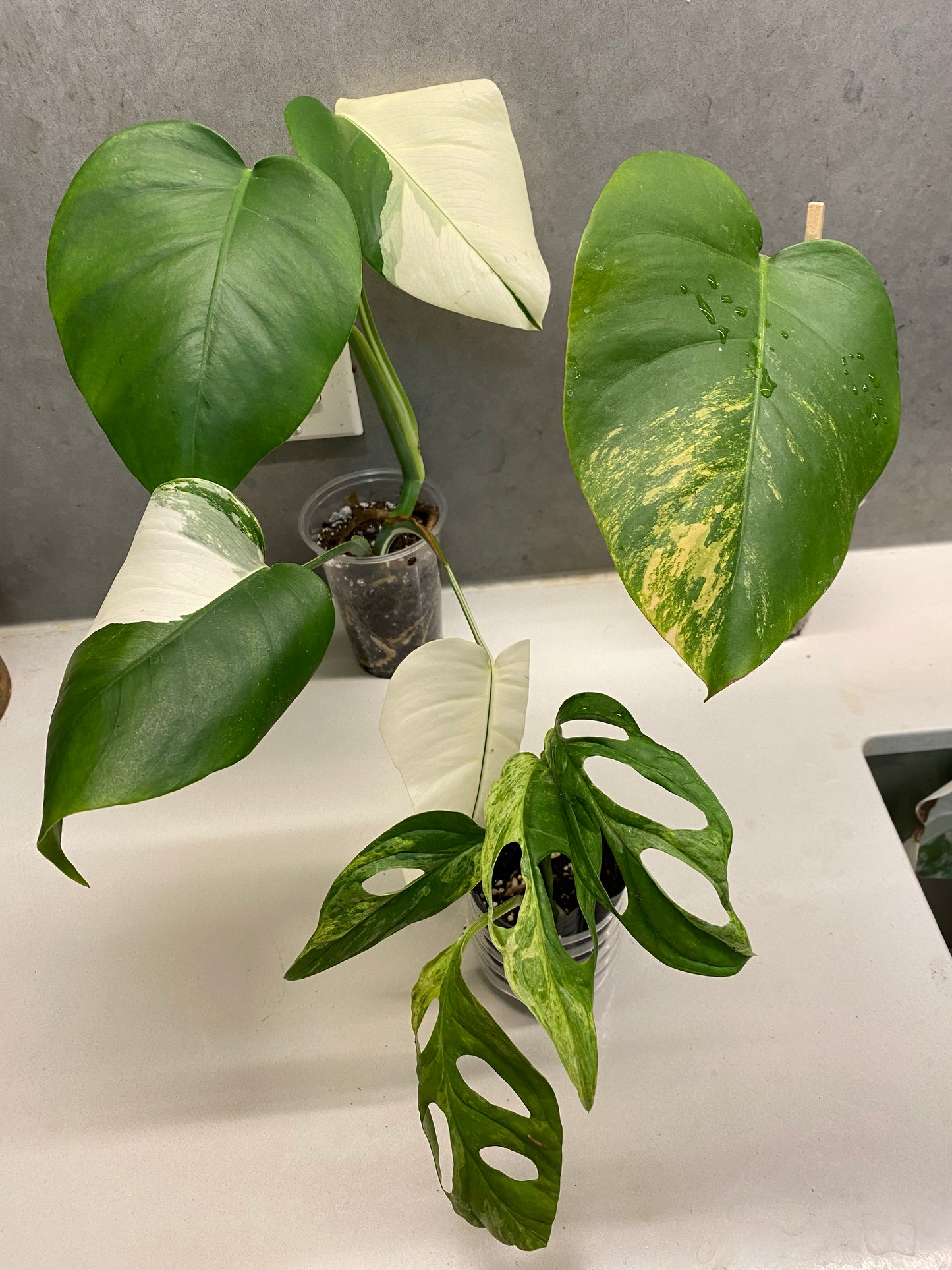 Monstera Albo (Full plant) + Monstera Aurea base + Monstera Adansonii Mint Variegated-Combo