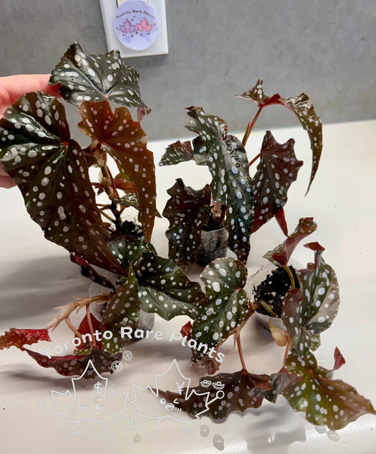 🌿Begonia Donna