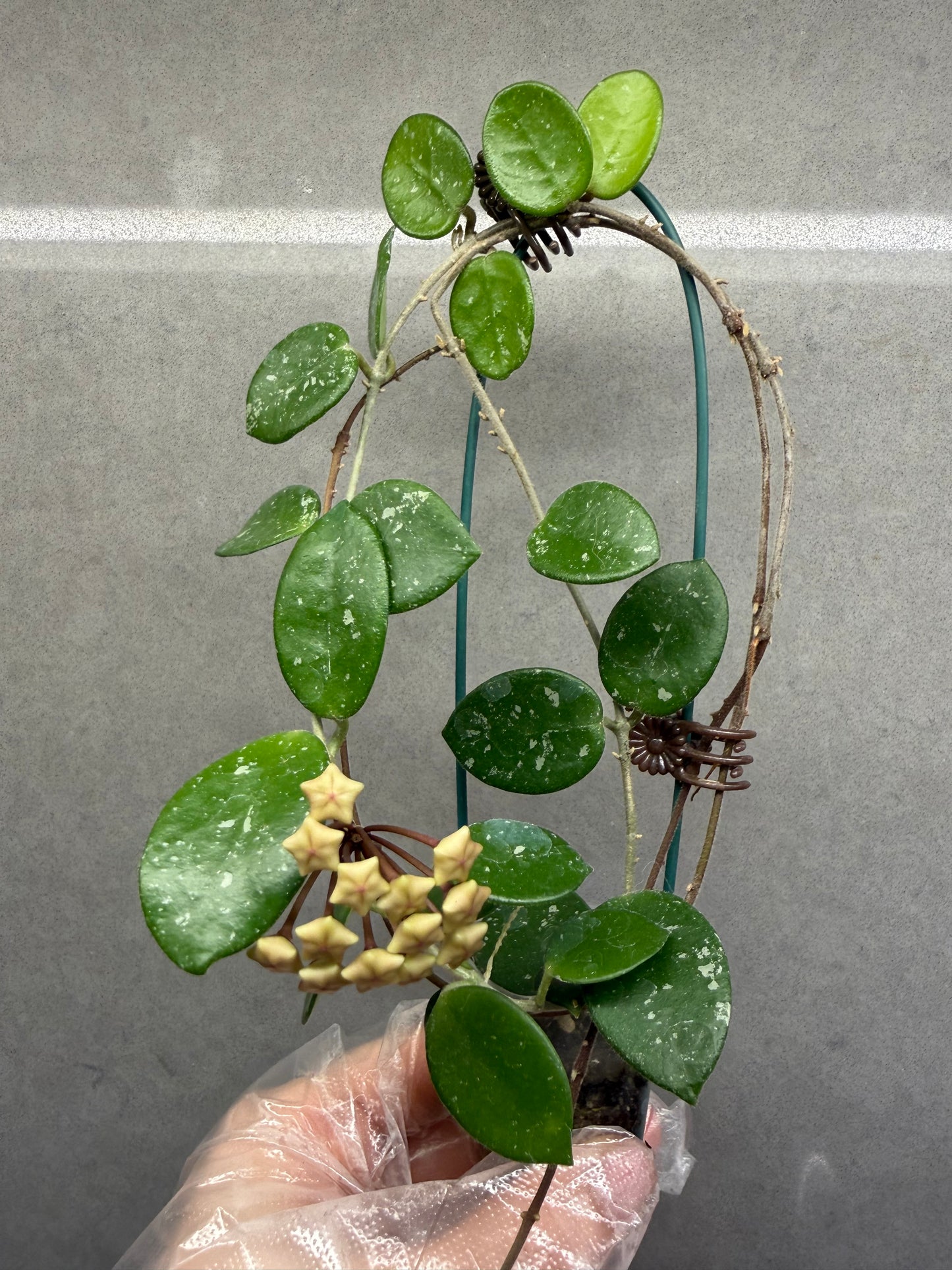 🌿Hoya Lacunosa silver