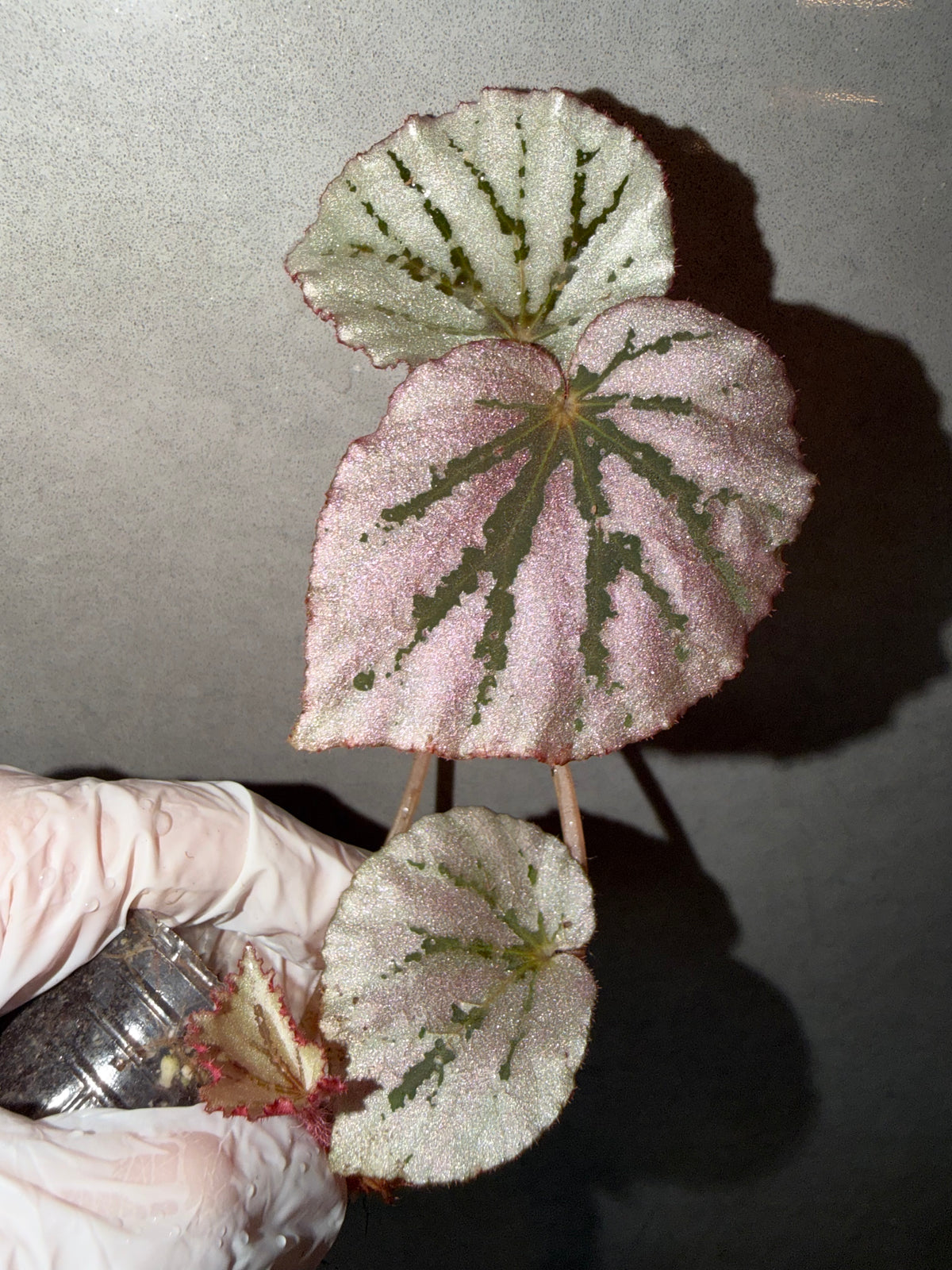Begonia 5 Combo：Lamoon➕ sp. Sarawak ➕Dolce Vita➕ Carnival➕ Martin Mystery