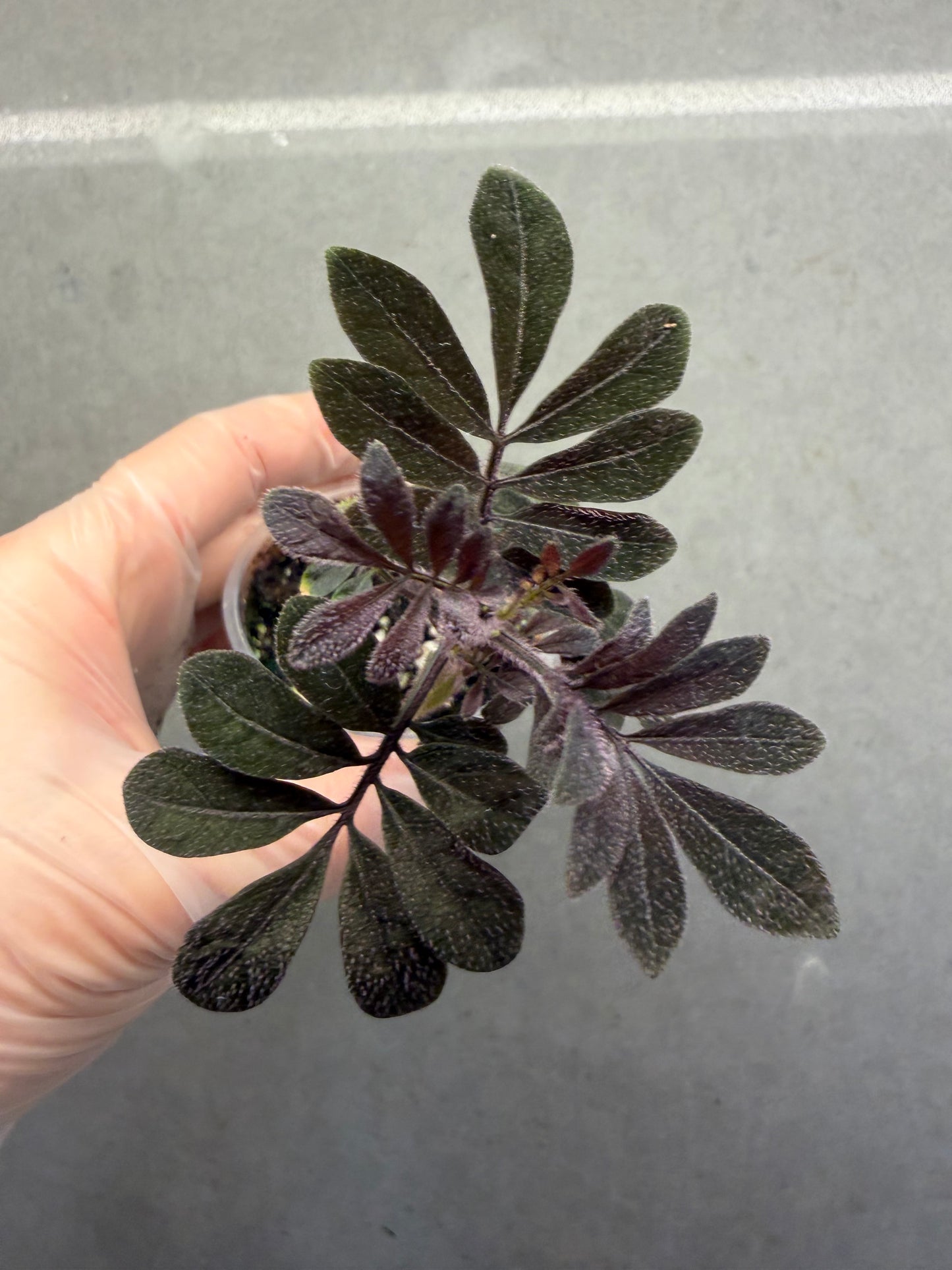 🌿 Solanum uleanum