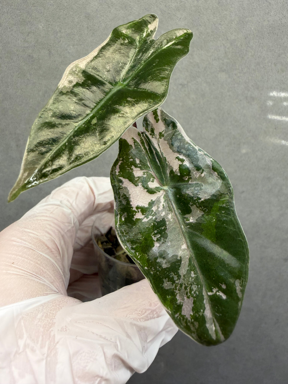 🌿Alocasia Pseudo-Sanderiana Pink Variegated