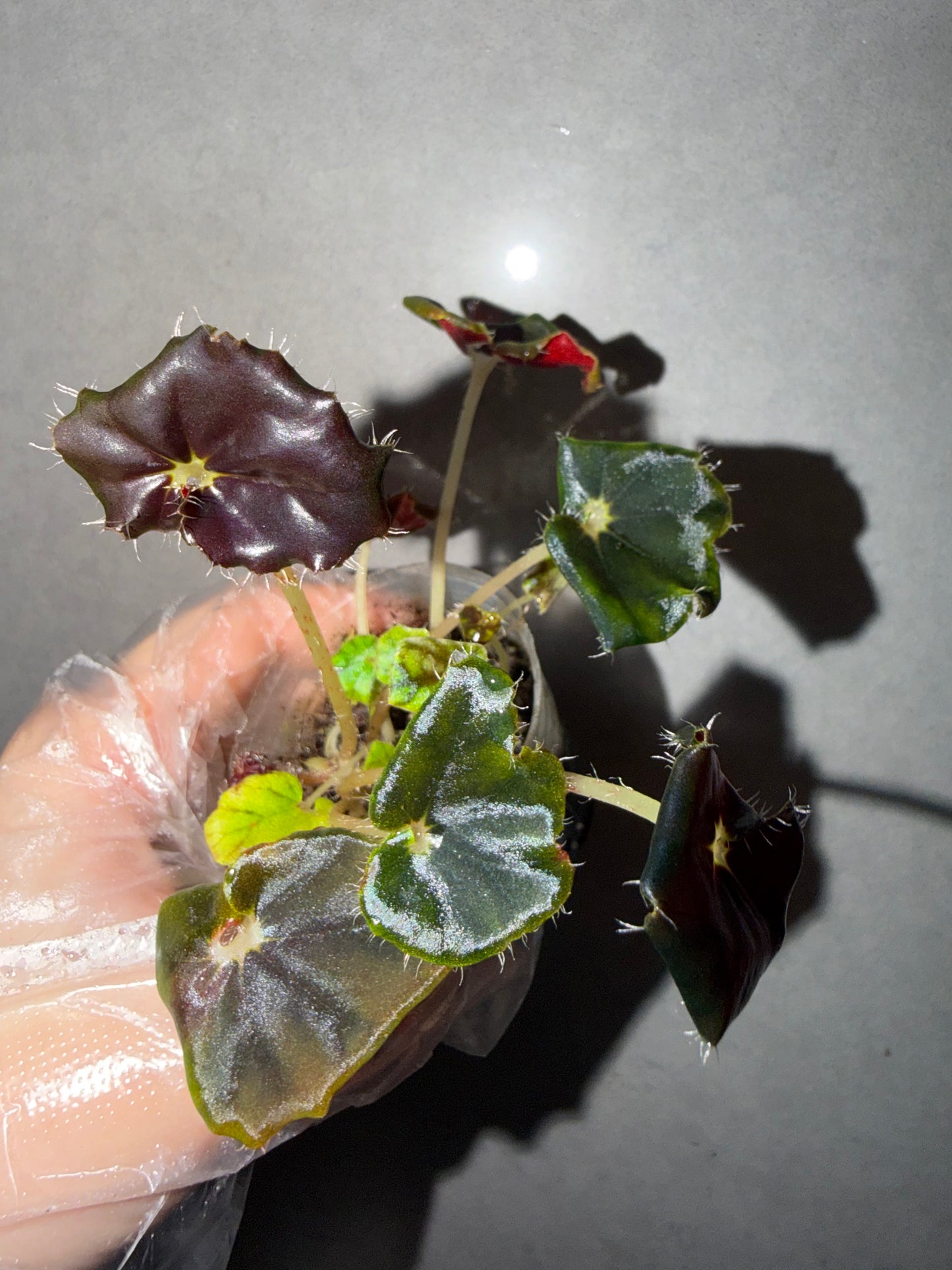 🌿 Begonia 'Black Fang'