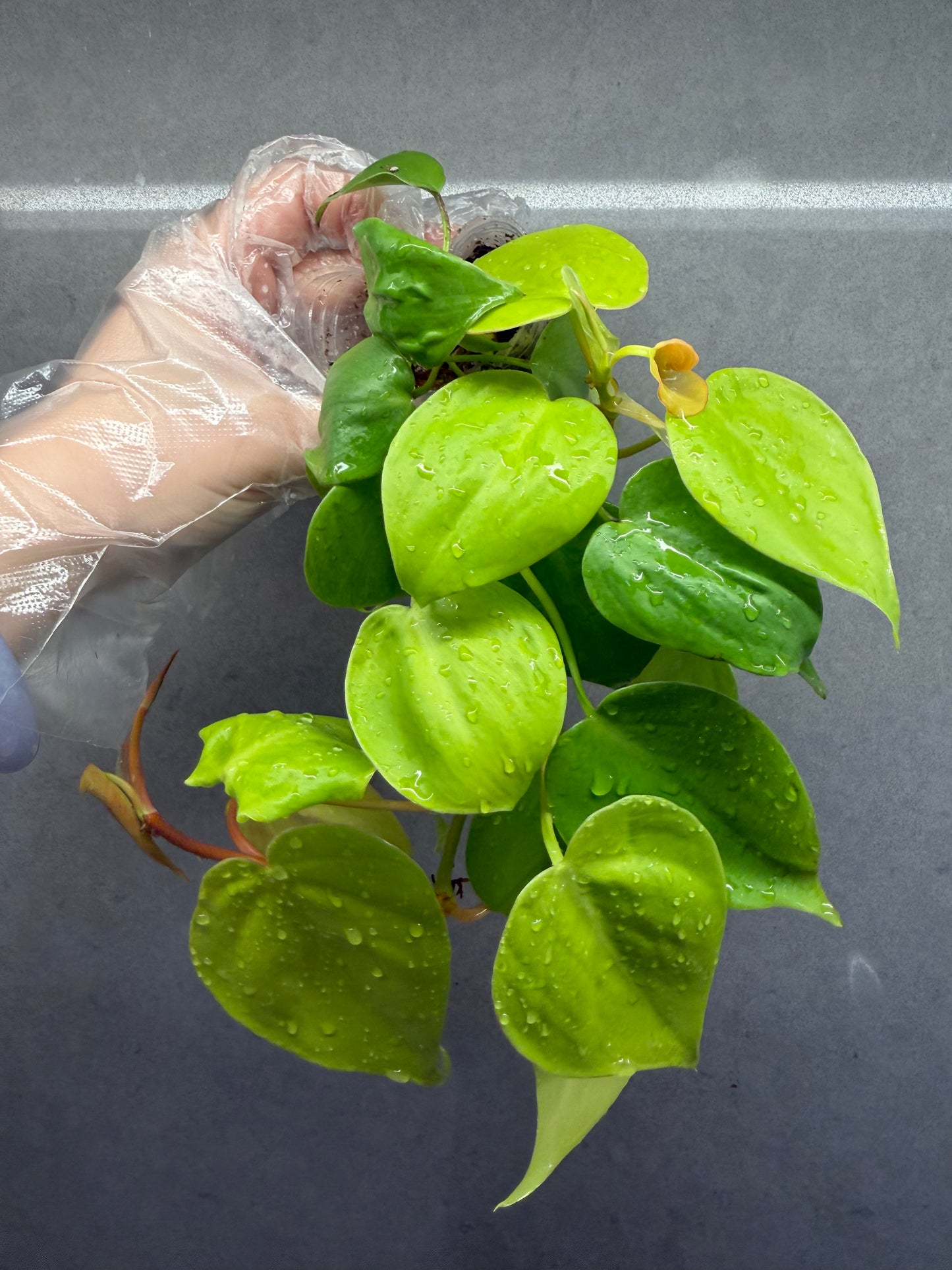 🌿Philodendron 'Lemon Lime'