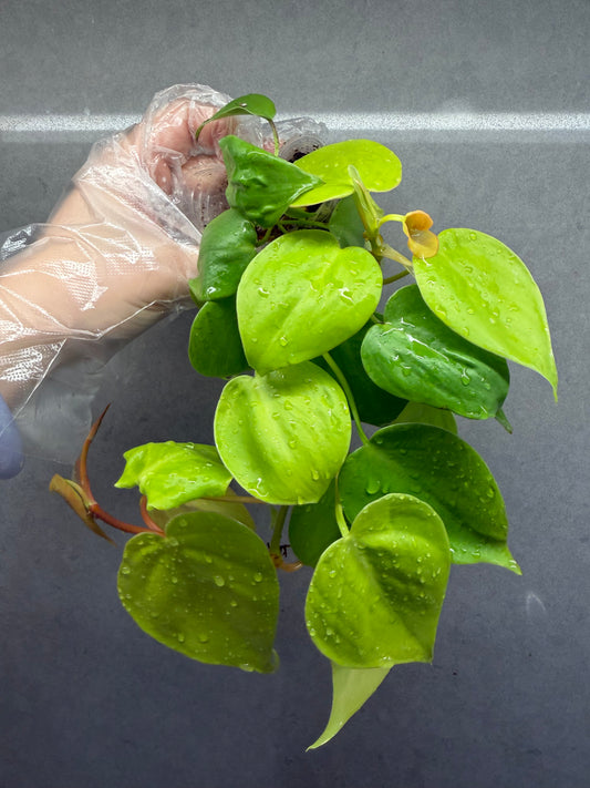 🌿Philodendron 'Lemon Lime'