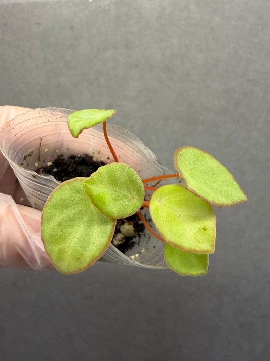 🌿 Begonia scapigera