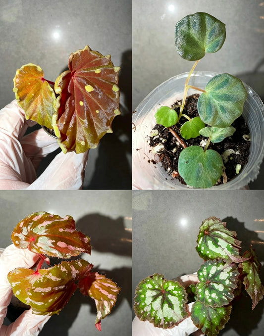 Begonia 4 Combo：Darthvaderiana（Green Spot）➕ sp. Sarawak➕ brevirimosa➕ Carnival