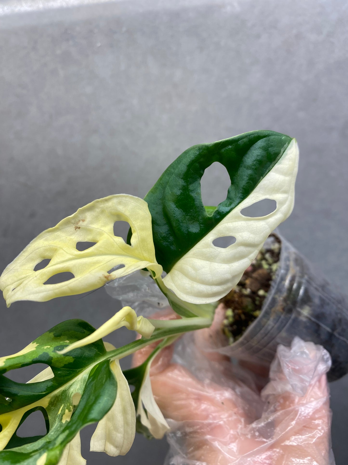 🌿 Monstera Adansonii Albo