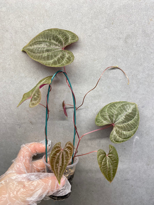 🌿 Dioscorea discolor