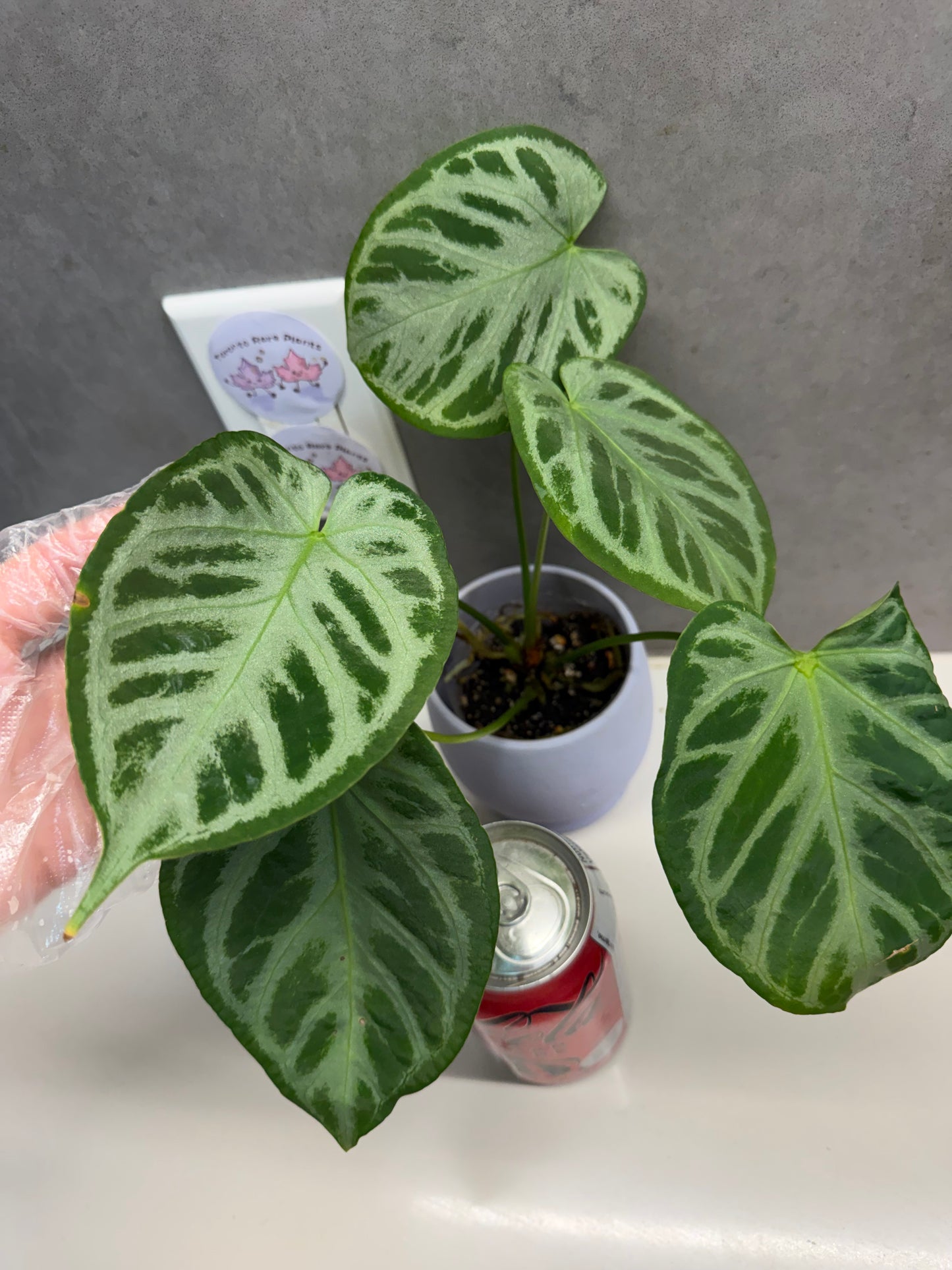 🌿 Anthurium Dorayaki