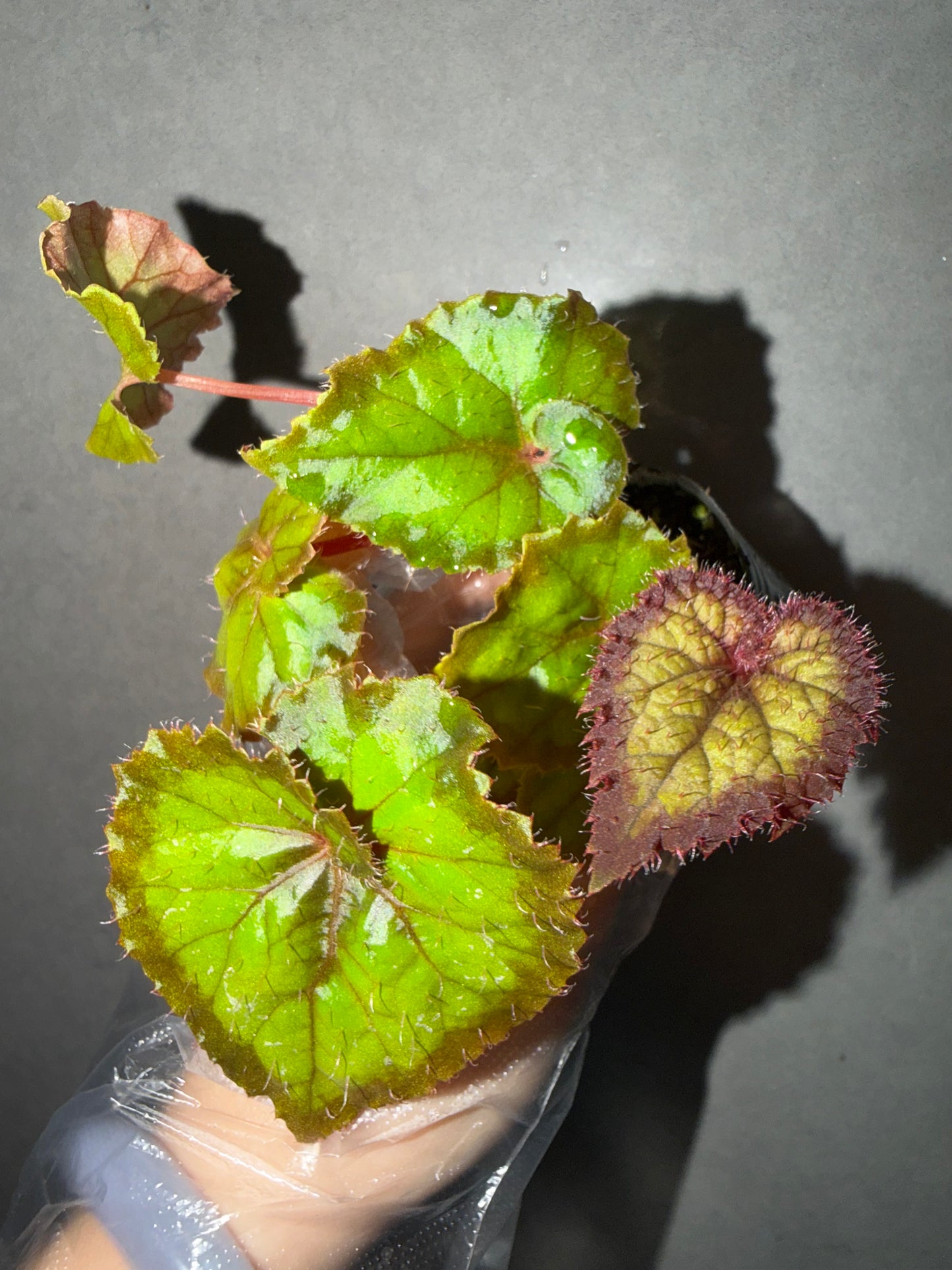 🖤Begonia Black Queen