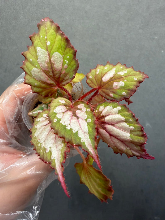🌿Begonia Rex hybrid ’Blue-Green‘