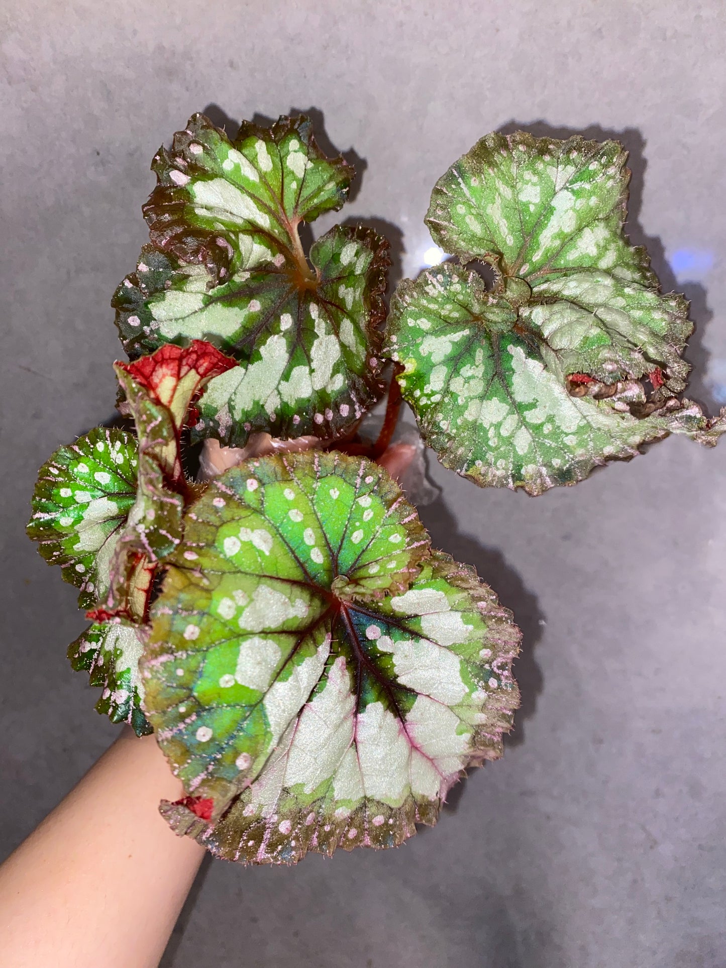 🌿 Begonia 'Carnival'