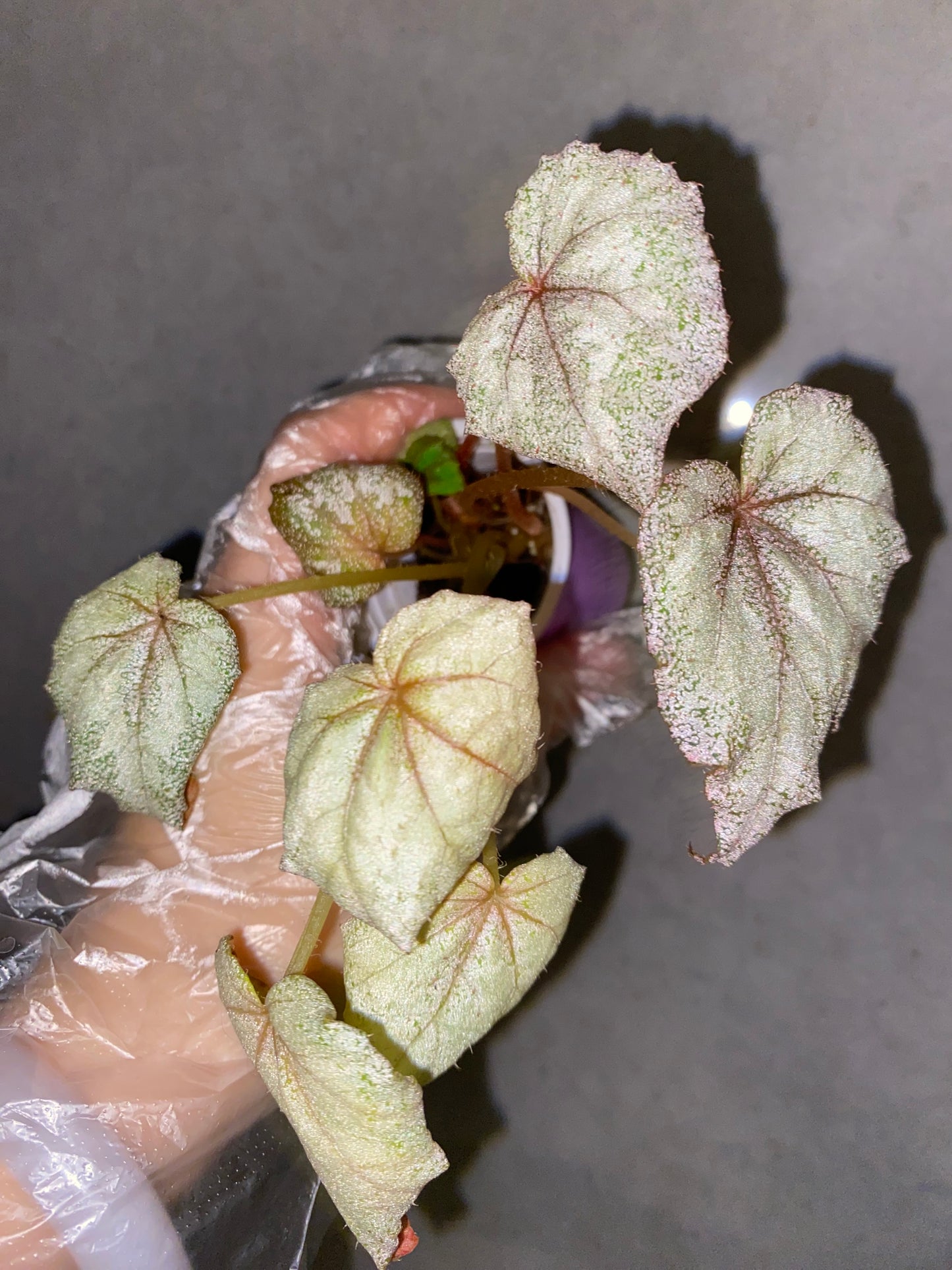 🌿 Begonia 'Margaret'