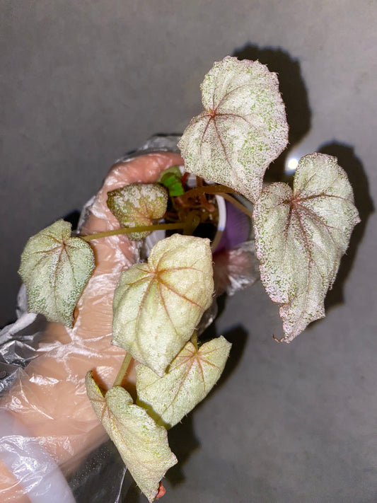 🌿 Begonia 'Margaret'