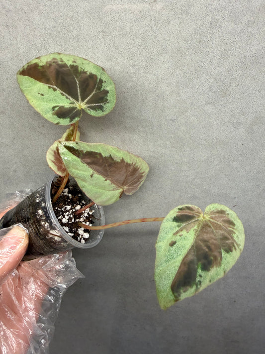 🌙 Begonia Burkillii Green Form ‘Half Moon’