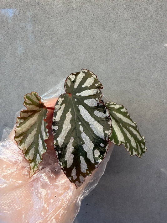 🌿 Begonia 'Down Home'