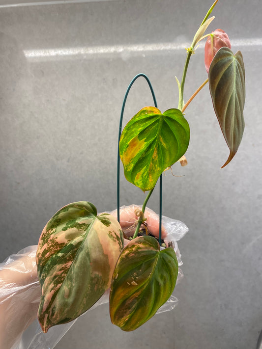 Philodendron Micans Variegated