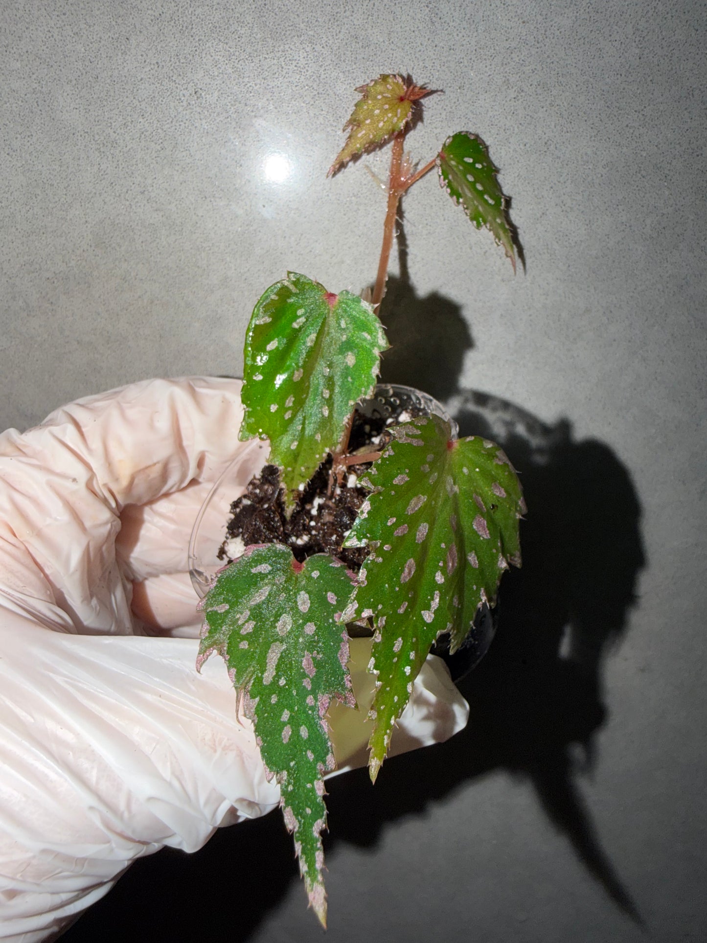 🌿Begonia sp. Aurora