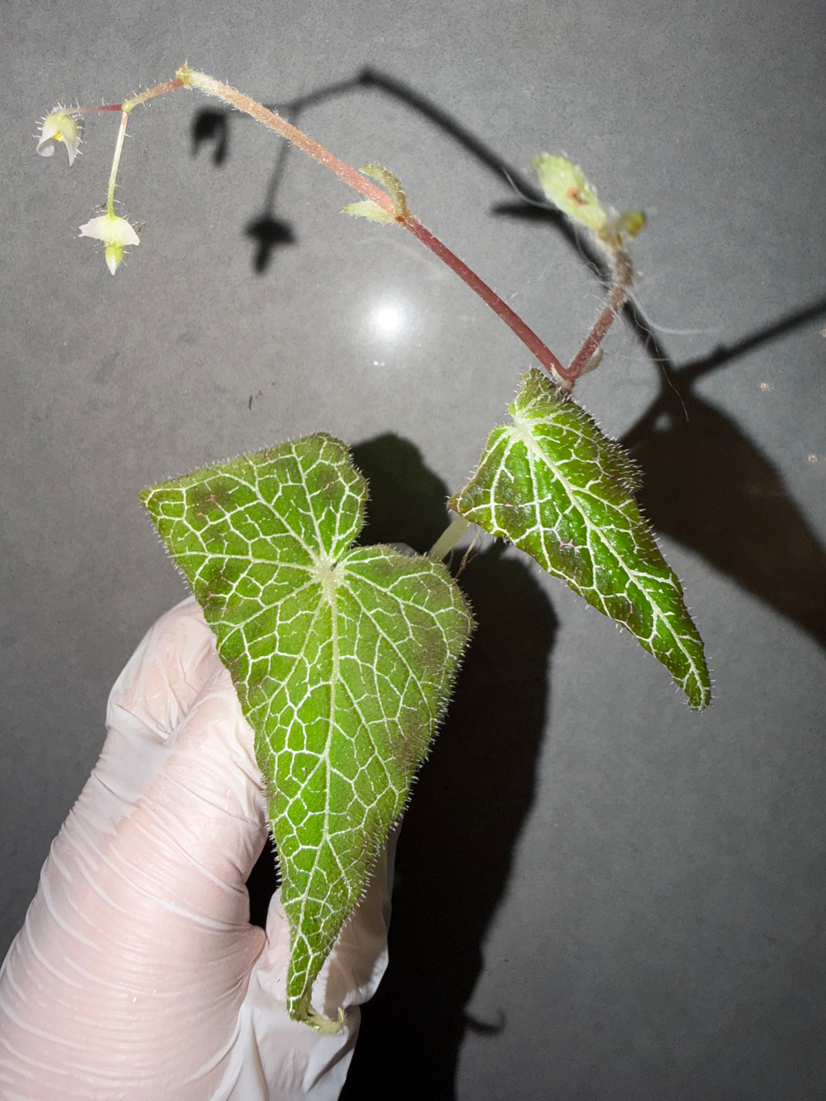 ⚡ Begonia fulgurata