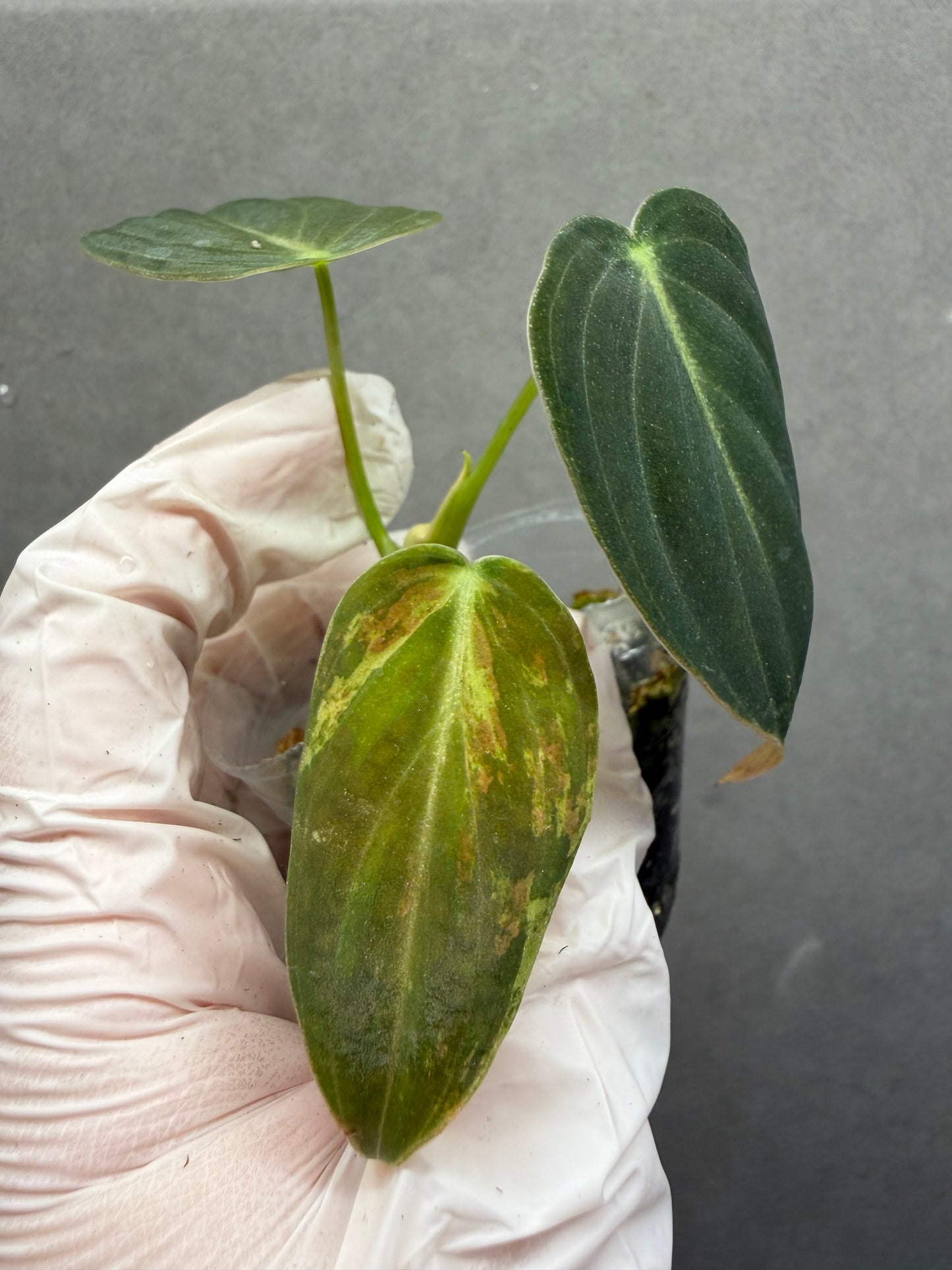 🌿Philodendron Melanochrysum low Var