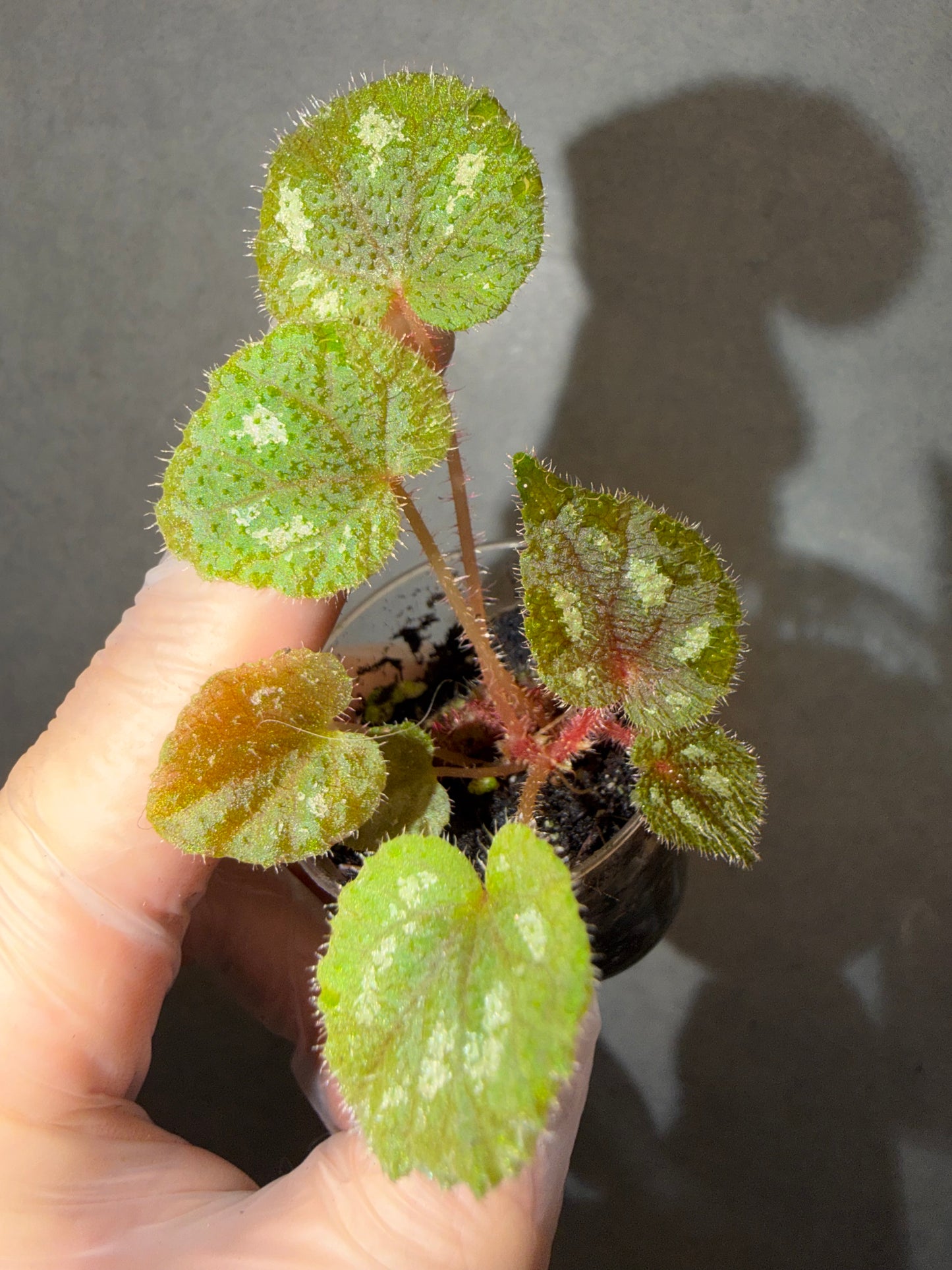 🌿Begonia picturata