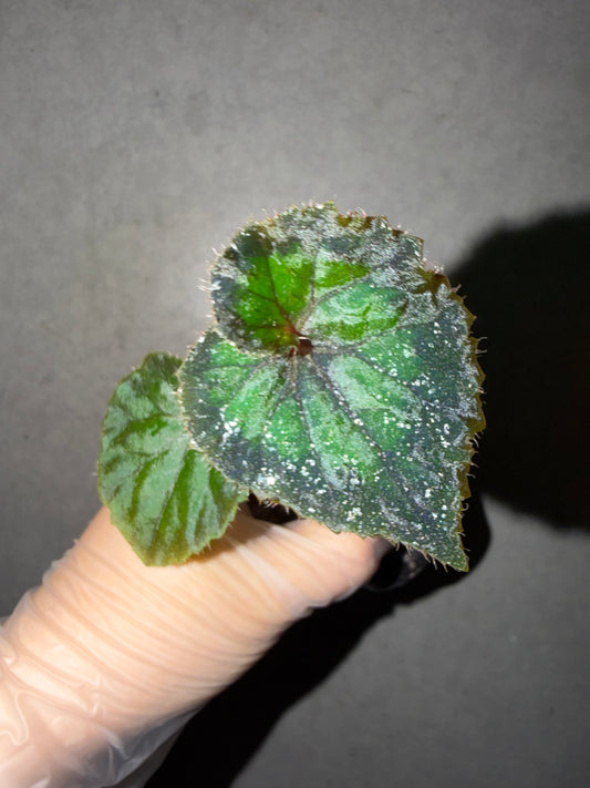 🖤Begonia Black Queen