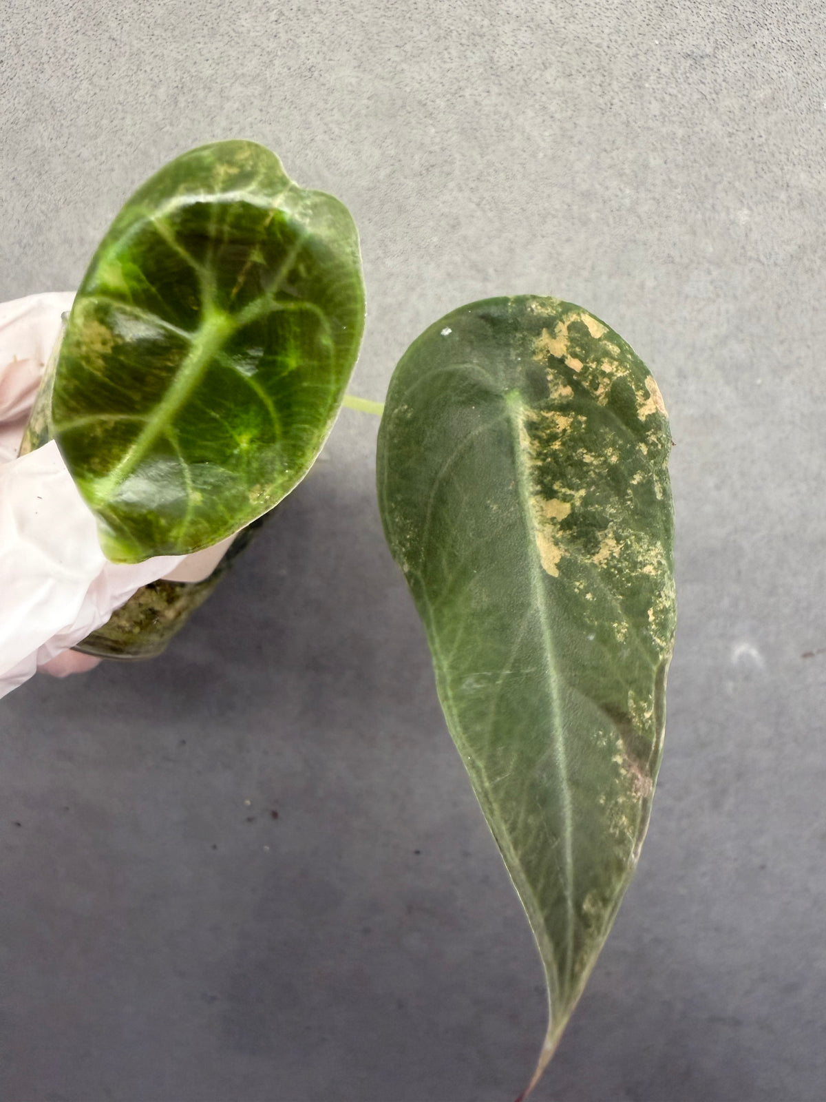 🌿Alocasia Sedenii Aurea Var