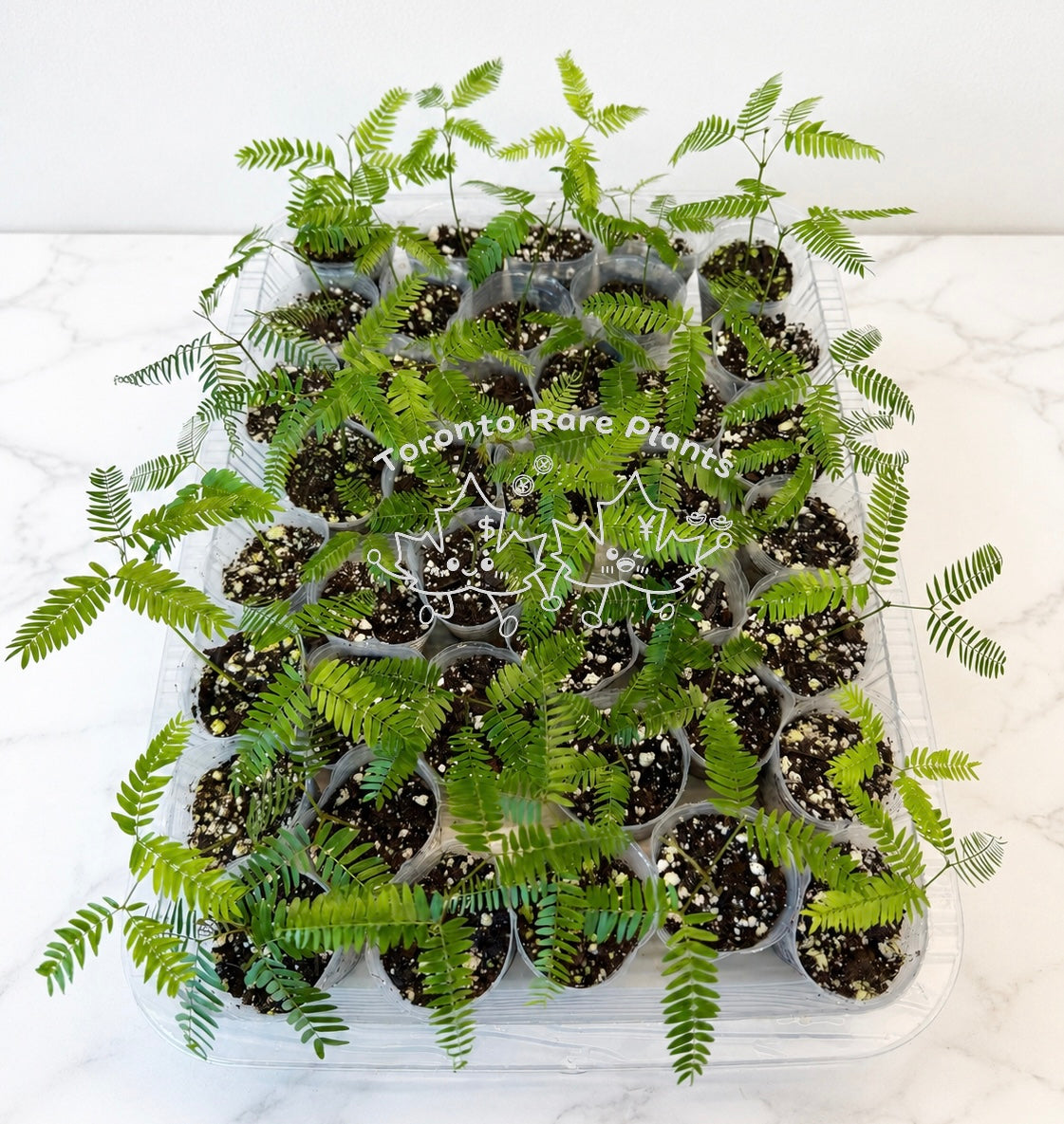 🌿 Cojoba arborea ➕Stephania cepharantha caudex （7–8 cm）Combo