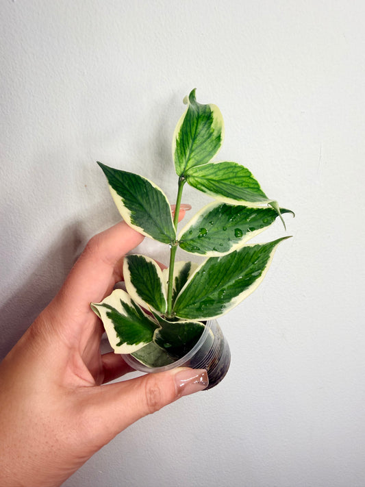 Hoya polyneura albomarginata