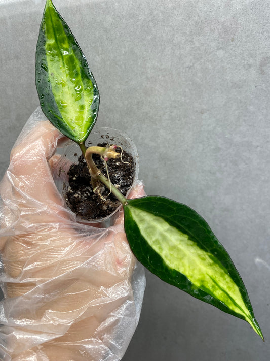 🌿 Hoya macrophylla Inner Var