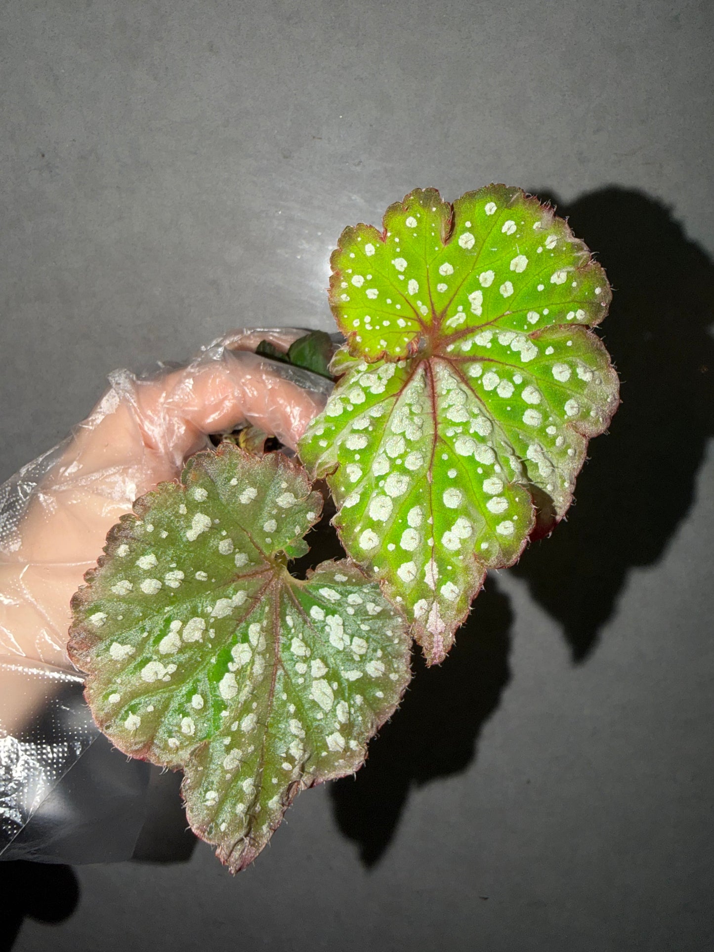 🌿Begonia Ryokuha