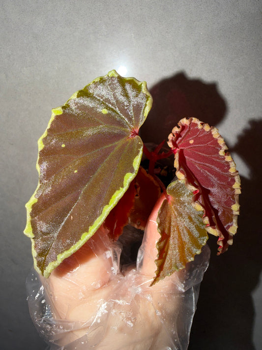 🥷Begonia Darthvaderiana（Green Spot）