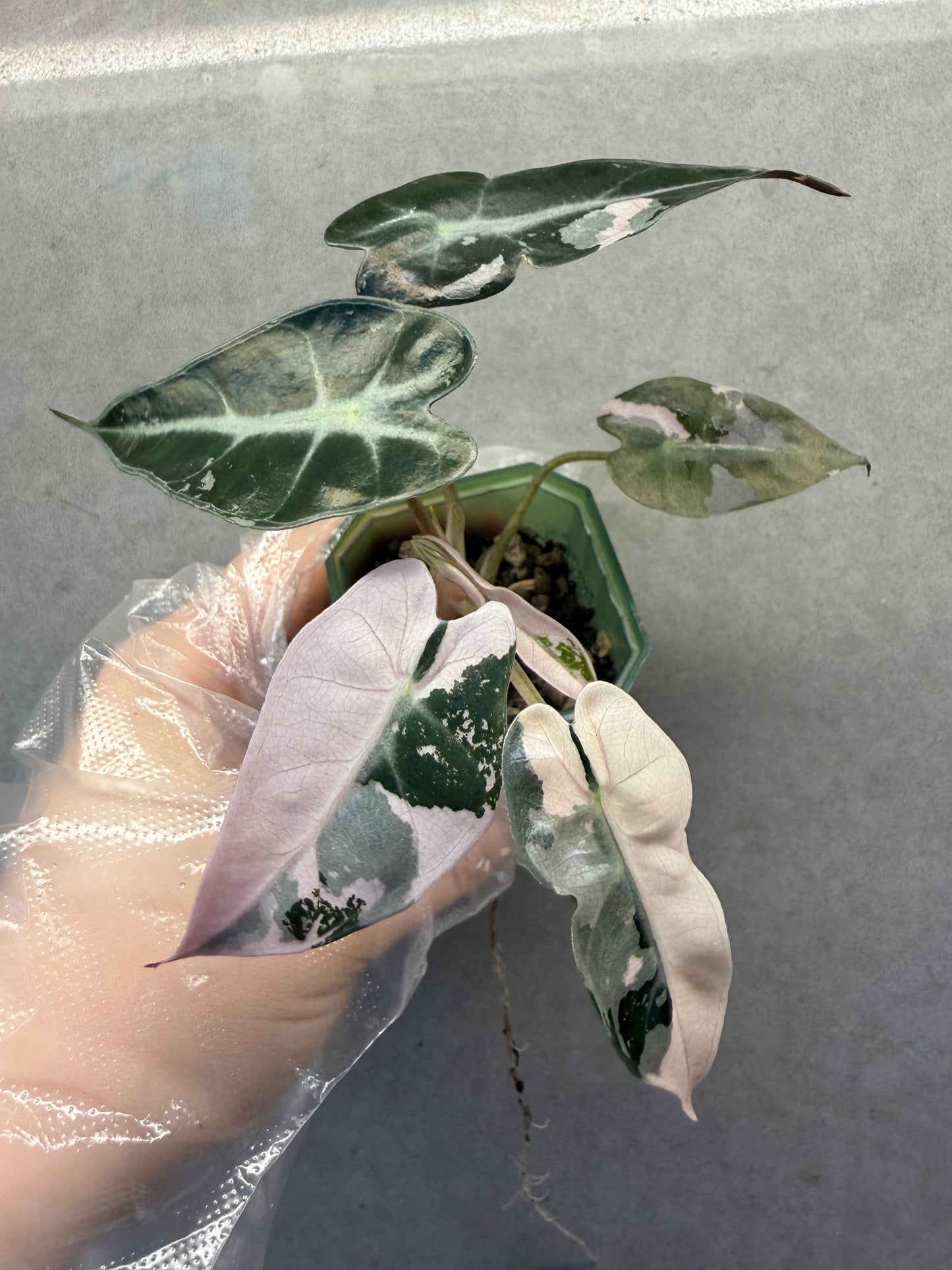 🌸Alocasia Bambino Pink Variegated
