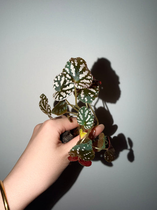 Begonia silver dollar