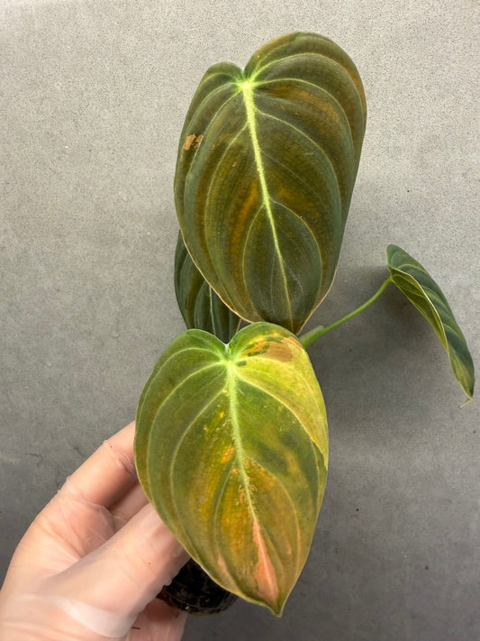 Philodendron Melanochrysum Var
