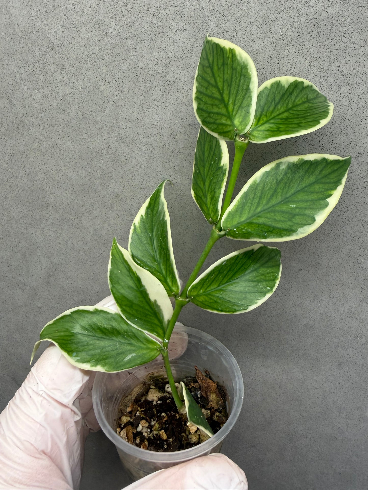 🌿Hoya Polyneura Albo