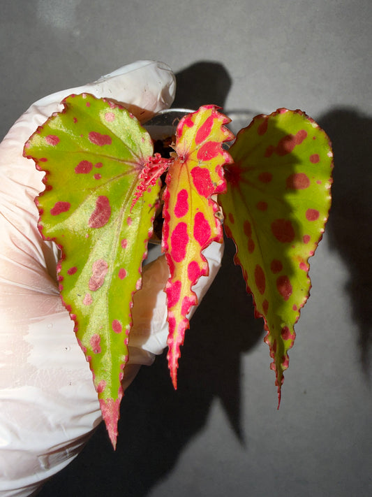 🌿Begonia ‘Pink Lava’