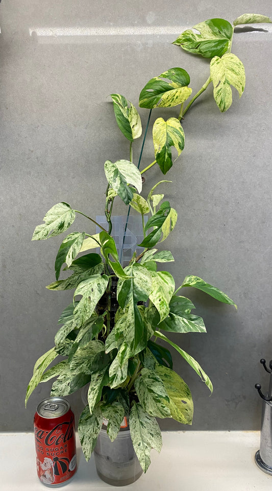 🌿 Epipremnum pinnatum 'Marble' – GTA only