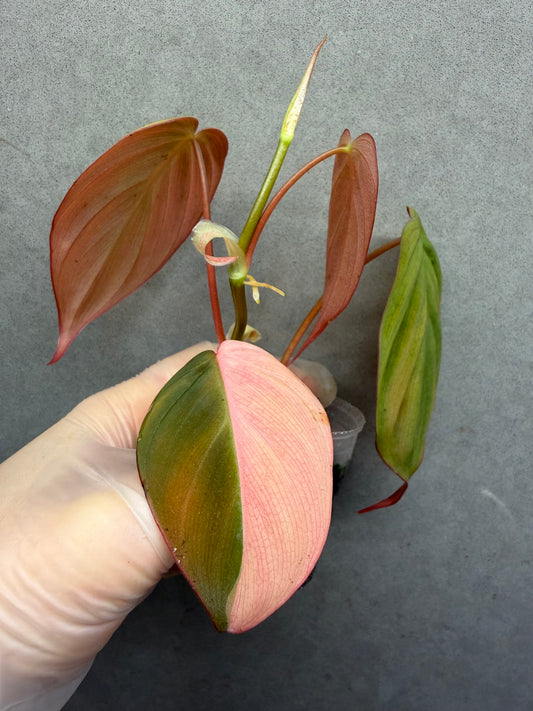 🌿Philodendron Micans Variegated